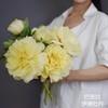 芭茨拉伊藤牡丹花黄色东方金5支 商品缩略图3