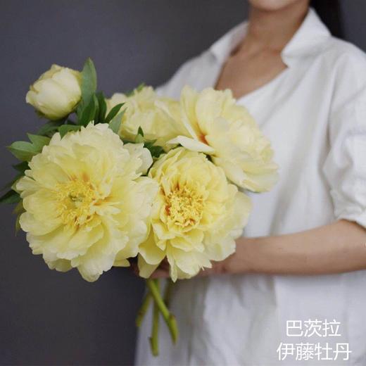 芭茨拉伊藤牡丹花黄色东方金5支 商品图3