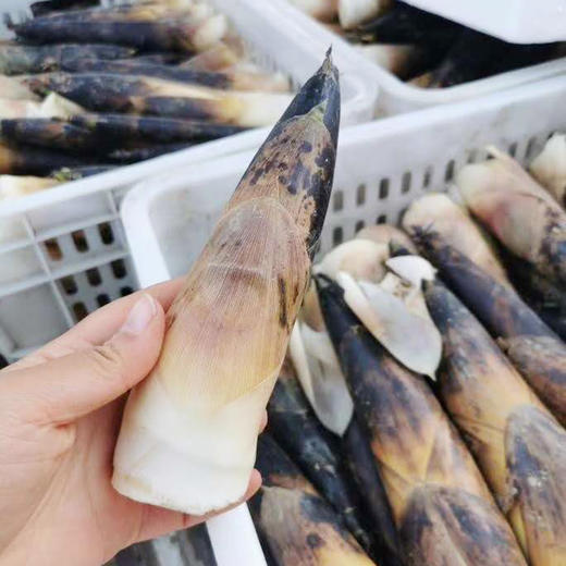 新鲜雷竹笋，现挖现发，鲜嫩爽口 商品图3