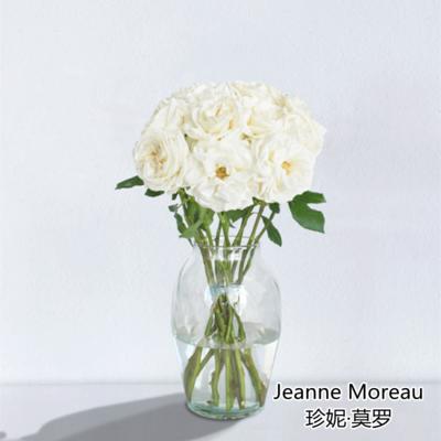 肯尼亚进口花园玫瑰花Jeanne moreau珍妮·莫罗鲜花速递全国10支 商品图3