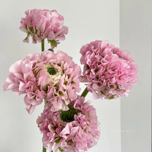 配花-锦鲤洋牡丹-粉色 商品图0