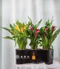 马蹄莲彩色盆栽 商品缩略图1