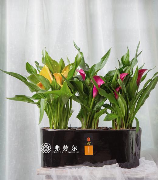 马蹄莲彩色盆栽 商品图1