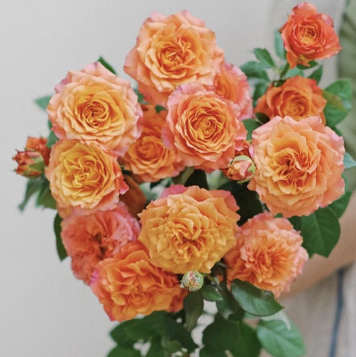 【昆明玫瑰】国产单头火灵鸟（自由精灵）20枝/扎 A级 商品图3