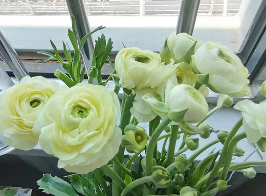 配花 | 洋牡丹奶油黄【反季节，介意慎拍】
 商品图1