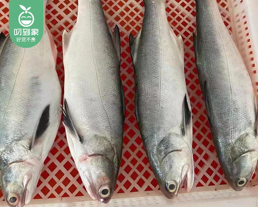 东山活冻午鱼（没杀）/1条（400-500g）生产日期：25年11月补单专用 商品图4