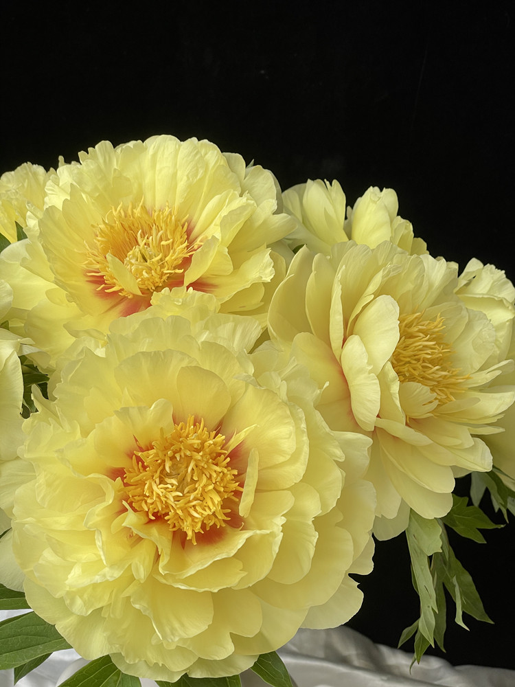 年会最受欢迎节目投票评选怎么发起？投票管家小程序精美模板为您保驾护航金年会-官方体育与电竞娱乐平台实时赛事直播与竞猜