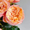 肯尼亚进口鲜花IMAGINE想象玫瑰花10支 商品缩略图2