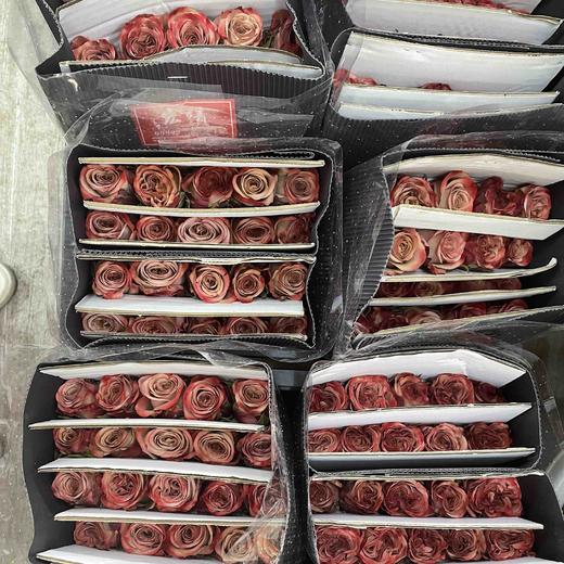 【拍市玫瑰】卡布奇诺 单头 10枝/扎  约60公分 商品图6