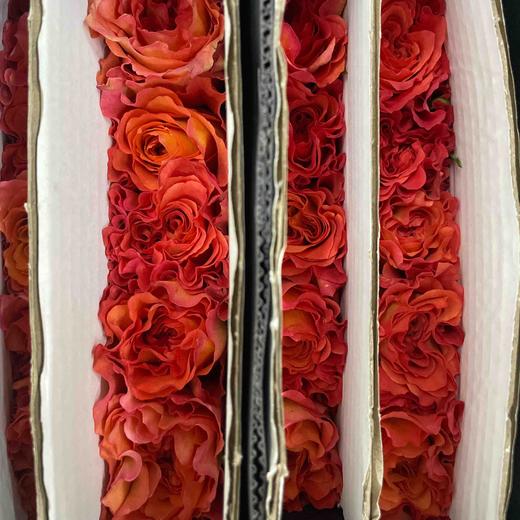 【昆明玫瑰】国产单头火灵鸟（自由精灵）20枝/扎 A级 商品图4