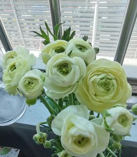 配花 | 洋牡丹奶油黄【反季节，介意慎拍】
