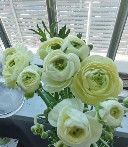 配花 | 洋牡丹奶油黄【反季节，介意慎拍】
 商品图0