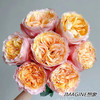 肯尼亚进口鲜花IMAGINE想象玫瑰花10支 商品缩略图0