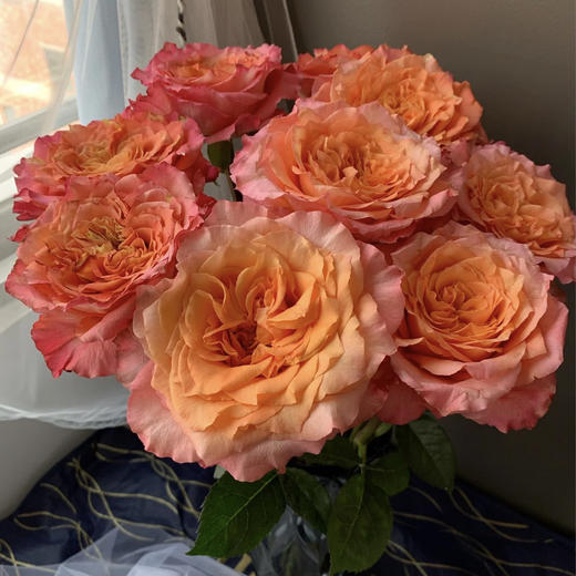 【昆明玫瑰】国产单头火灵鸟（自由精灵）20枝/扎 A级 商品图0