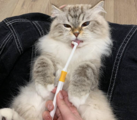 猫咪多久刷一次牙？