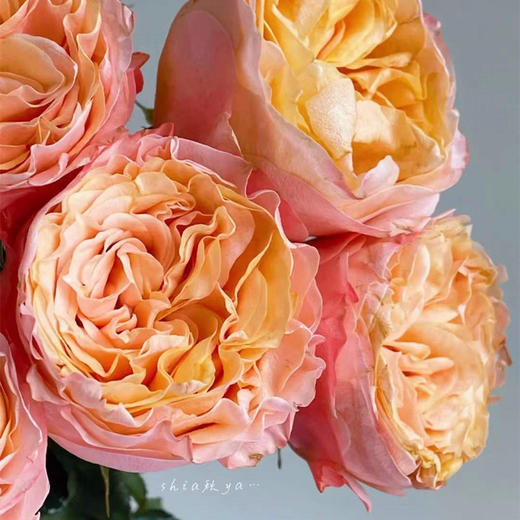 肯尼亚进口鲜花IMAGINE想象玫瑰花10支 商品图1