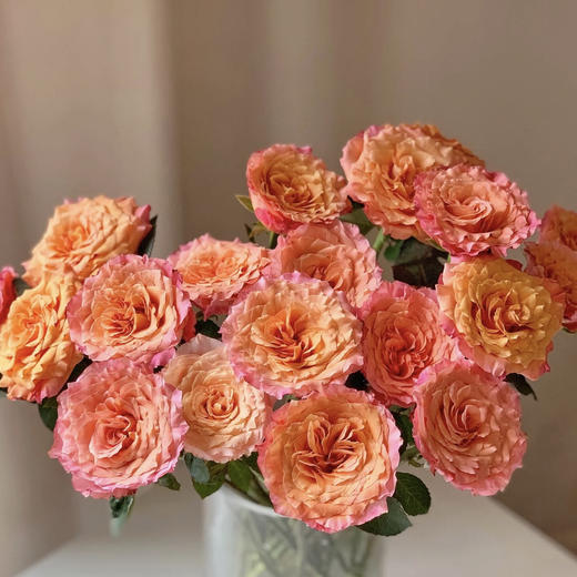 【昆明玫瑰】国产单头火灵鸟（自由精灵）20枝/扎 A级 商品图2