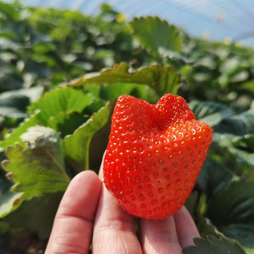香野草莓，纯甜口感，冰糖一样，没有一丝酸味，香气浓郁。安全无药残，孕产妇婴幼儿都可以放心食用。大小果混合发货。 商品图0
