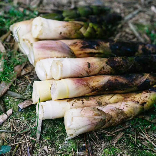 新鲜雷竹笋，现挖现发，鲜嫩爽口 商品图2