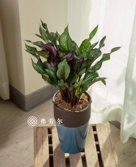 马蹄莲彩色盆栽