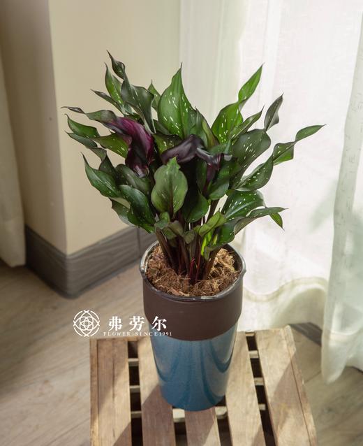 马蹄莲彩色盆栽 商品图0