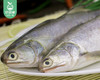 东山活冻午鱼（没杀）/1条（400-500g）生产日期：25年11月补单专用 商品缩略图1