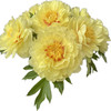 芭茨拉伊藤牡丹花黄色东方金5支 商品缩略图6