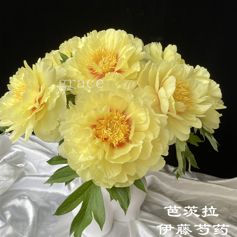 芭茨拉伊藤牡丹花黄色东方金5支