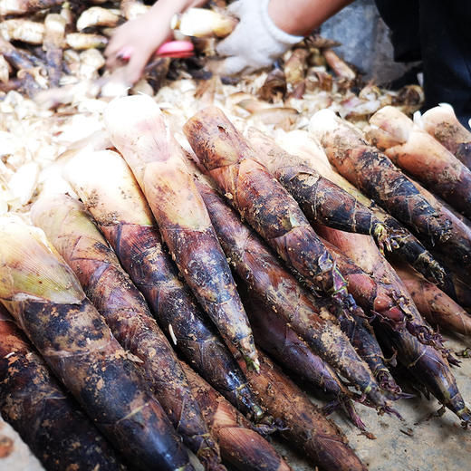 新鲜雷竹笋，现挖现发，鲜嫩爽口 商品图4