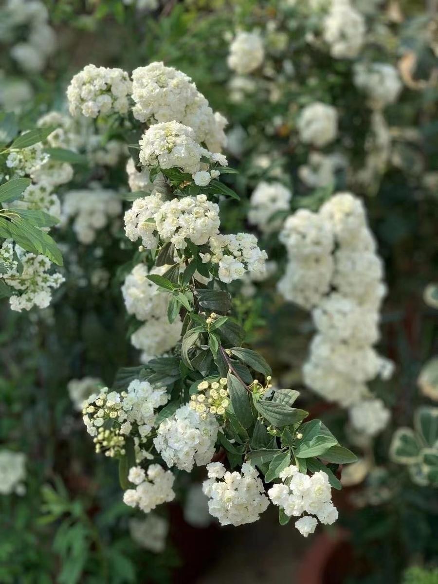 【缺货下架】【荐见*鲜花】『重瓣小手球』 是春天的感觉 ,花语友情