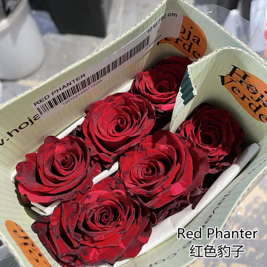厄瓜多尔进口鲜花Red Phanter红色豹子玫瑰花 10支【】 商品图2