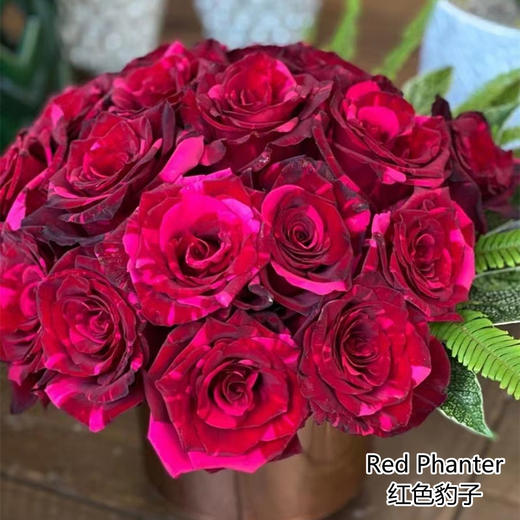 厄瓜多尔进口鲜花Red Phanter红色豹子玫瑰花 10支【】 商品图0
