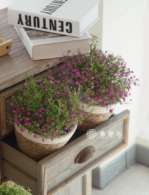 满天星盆栽（不含花盆） 商品图0