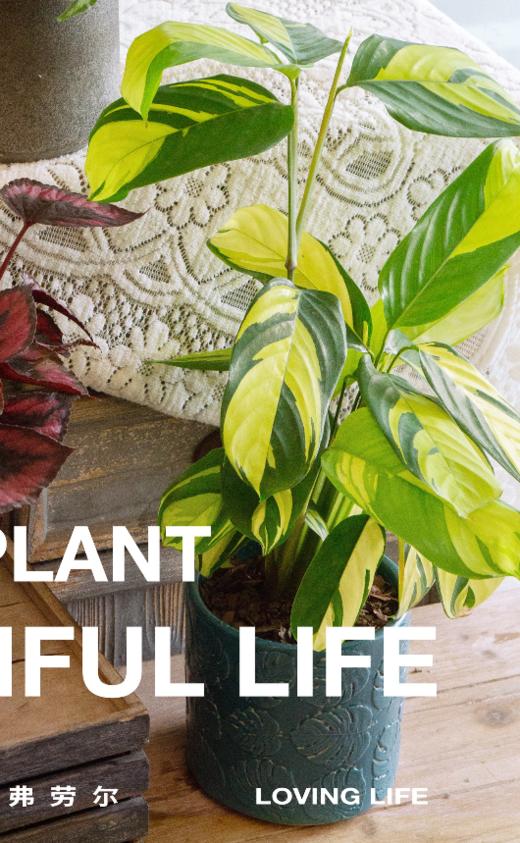 龟背陶瓷盆—金梦竹芋 商品图1