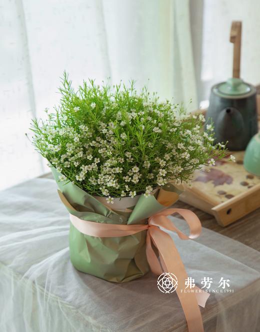 满天星盆栽（不含花盆） 商品图1