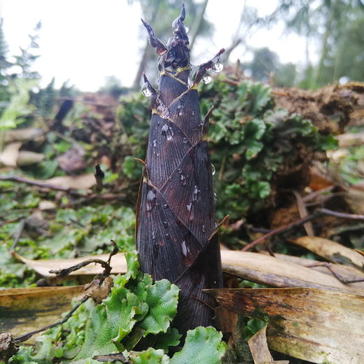 新鲜雷竹笋，现挖现发，鲜嫩爽口 商品图1