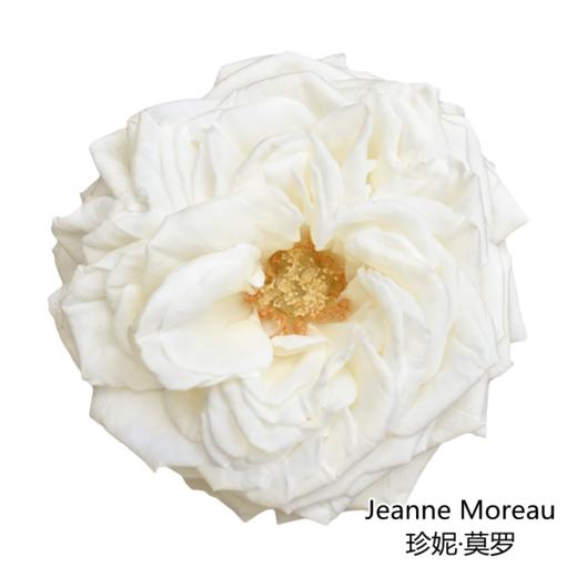 肯尼亚进口花园玫瑰花Jeanne moreau珍妮·莫罗鲜花速递全国10支 商品图1