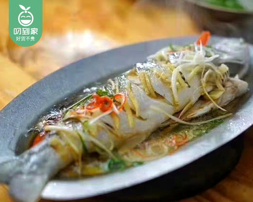 东山活冻午鱼（没杀）/1条（400-500g）生产日期：25年11月补单专用 商品图2