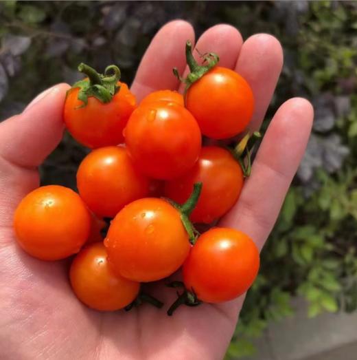 【福建高颜值三色小番茄组合】农家圣女果+紫葡萄+金玲珑、颗颗脆甜爆汁，香甜可口，露天种植，自然成熟 商品图1