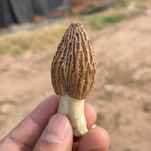 生态新鲜羊肚菌 | 合作生产* Ecological Morel  | Coproduction 商品图3