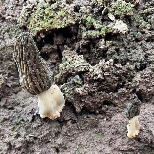 生态新鲜羊肚菌 | 合作生产* Ecological Morel  | Coproduction 商品图2
