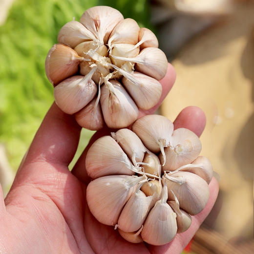 干蒜 农家紫皮大蒜  香辣爽口  调味佳品 腌制腊八蒜  网兜包装  250g 商品图4