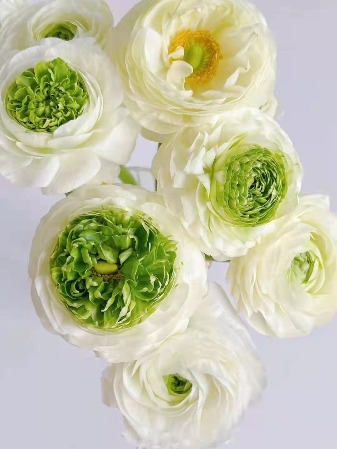 青蛙洋牡丹买十送十28冷链包邮枝长约40cm