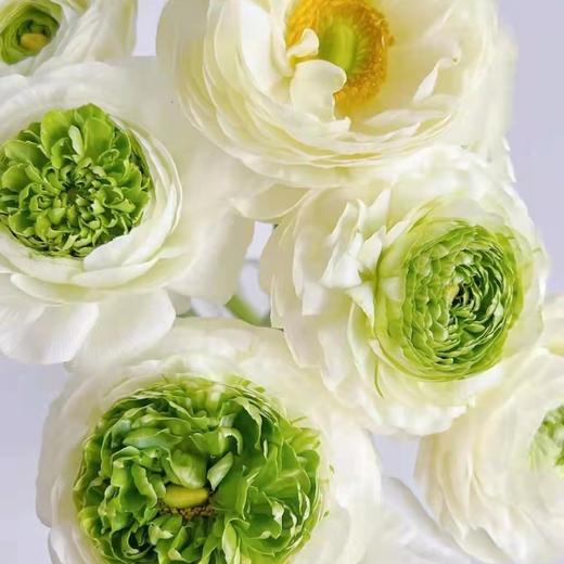 青蛙洋牡丹买十送十28冷链包邮枝长约40cm