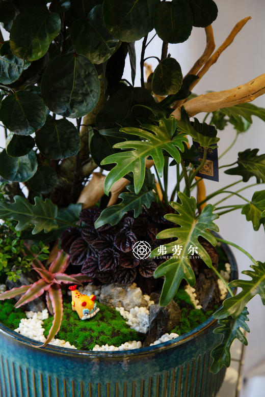 植物组合盆栽 商品图1