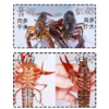 鲜活小龙虾 /斤 商品缩略图1