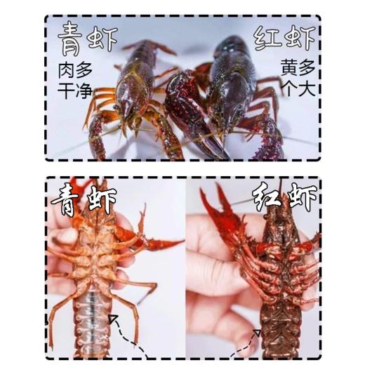 鲜活小龙虾 /斤 商品图1
