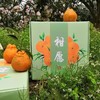 生态耙耙柑 | 现采现发  酸甜可口  |下单3天左右发货 | 合作生产 | 基地直发*Ecological raking Citrus 商品缩略图3