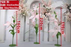 香妃（运费自理）