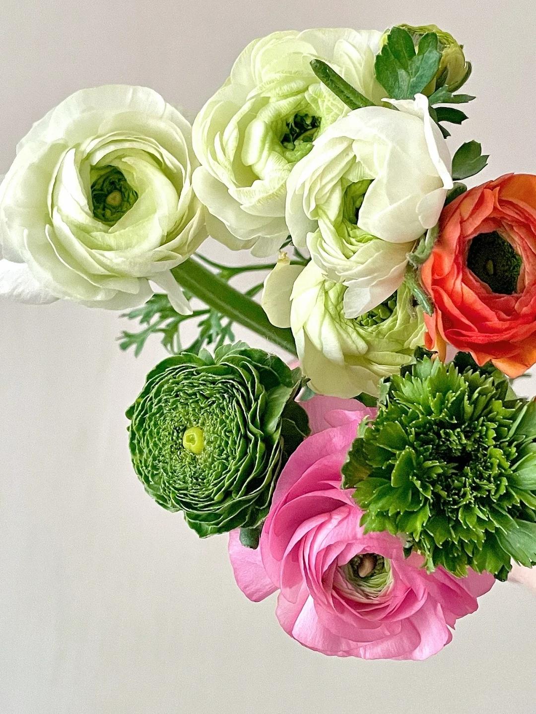 青蛙洋牡丹买十送十28冷链包邮枝长约40cm